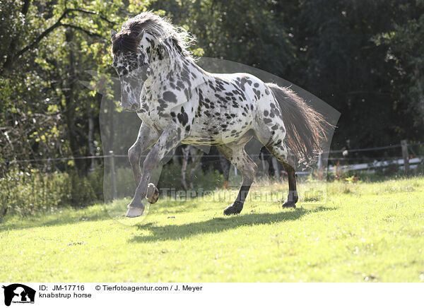 Knabstrupper / knabstrup horse / JM-17716