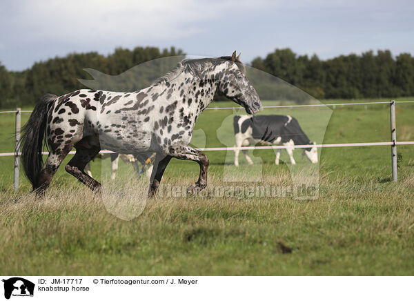 Knabstrupper / knabstrup horse / JM-17717