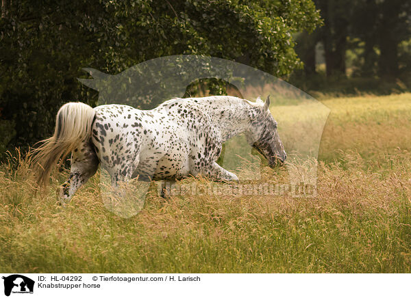 Knabstrupper / Knabstrupper horse / HL-04292