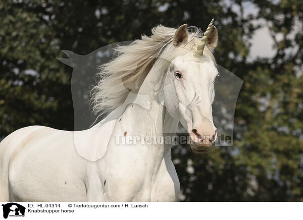 Knabstrupper / Knabstrupper horse / HL-04314