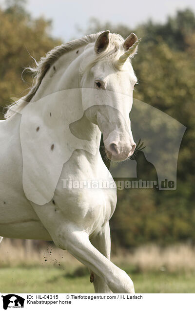 Knabstrupper / Knabstrupper horse / HL-04315