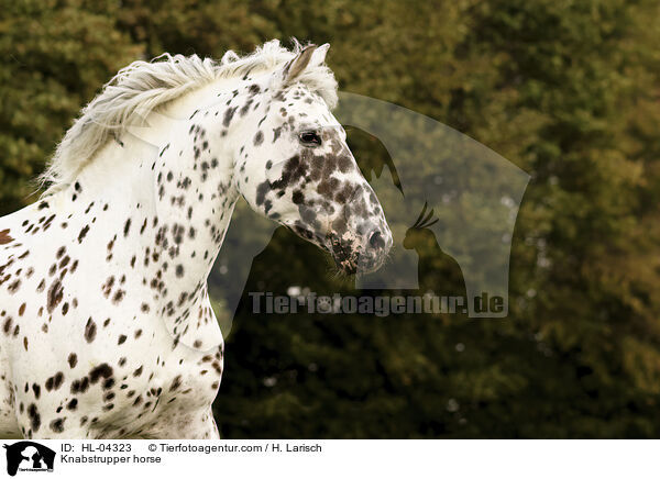Knabstrupper / Knabstrupper horse / HL-04323
