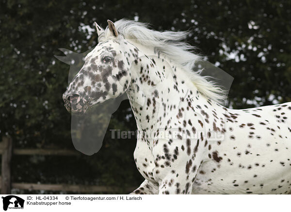 Knabstrupper / Knabstrupper horse / HL-04334