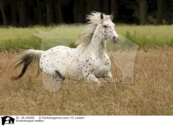 Knabstrupper Hengst / Knabstrupper stallion / HL-04992