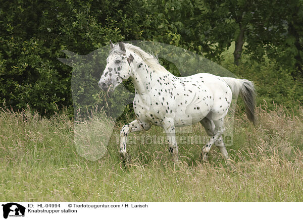 Knabstrupper Hengst / Knabstrupper stallion / HL-04994