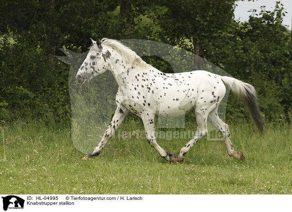 Knabstrupper Hengst / Knabstrupper stallion / HL-04995