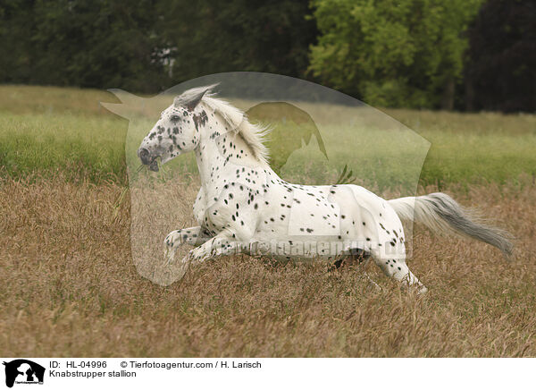 Knabstrupper Hengst / Knabstrupper stallion / HL-04996