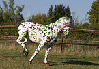 running horse