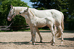 2 Knabstrup Horses