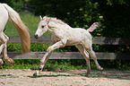 Knabstrup Horse Foal