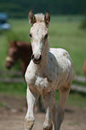 Knabstrup Horse Foal