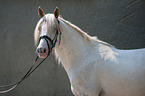 Knabstrup Horse Portrait
