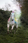 galloping Knabstrup Horse