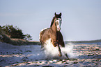 running Knabstrup horse