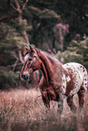 Knabstrup Horse