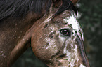 Knabstrup Horse portrait