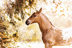 Knabstrup Horse foal