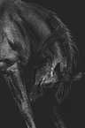 Knabstrup Horse portrait