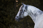 Knabstrup Horse portrait