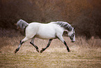 trotting Knabstrup Horse