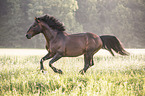 galloping Knabstrup Horse