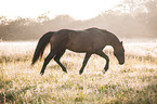 trotting Knabstrup Horse