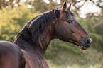 Knabstrup Horse portrait