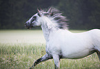 galloping Knabstrup Horse