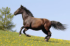 galloping Knabstrup Horse