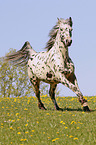 galloping Knabstrup Horse