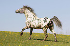 galloping Knabstrup Horse