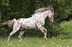 galloping Knabstrup Horse