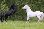 fighting Knabstrup Horses