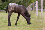standing Knabstrup Horse foal