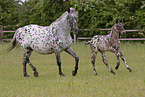 Knabstrup Horses