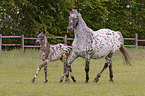 Knabstrup Horses