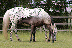 standing Knabstrup Horses