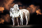 Knabstrup Horse with holi colour