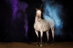 Knabstrup Horse with holi colour
