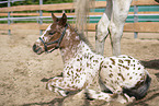 knabstrup foal