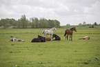 knabstrup foal