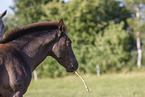 knabstrup horse foal