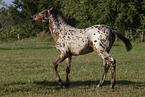 knabstrup horse foal