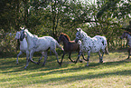 knabstrup horses