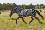 knabstrup horse in summer