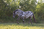 knabstrup horse in summer