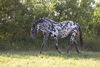 knabstrup horse in summer