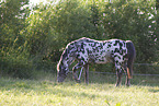 knabstrup horse in summer