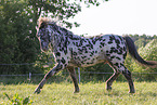 knabstrup horse in summer