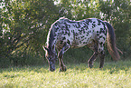 knabstrup horse in summer